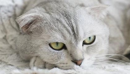 开云体育网页版入口-天津女排夺联赛第13冠 江苏因伤变阵失副攻配合